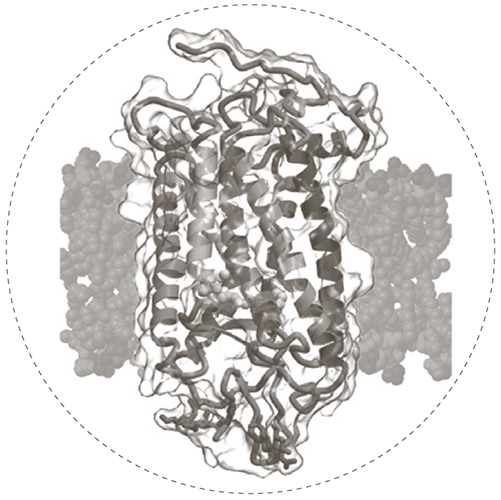 SPring−8で解明されたウシのロドプシン（網膜の中にある光受容体）のタンパク質の構造