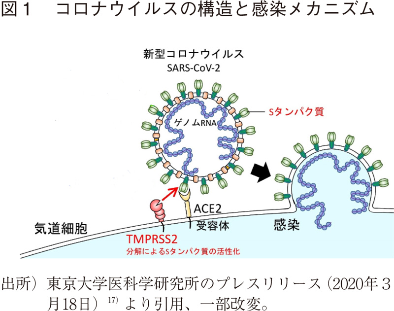 図1 コロナウイルスの構造と感染メカニズム