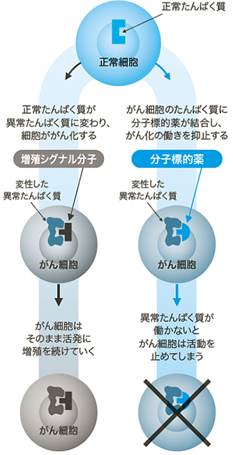 「分子標的薬」の作用メカニズム