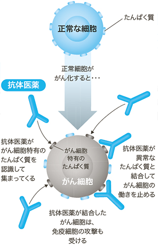 「分子標的薬」の作用メカニズム