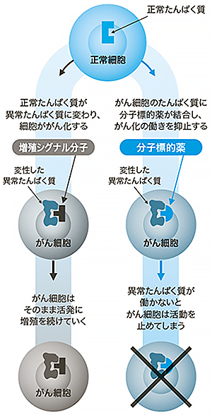 「分子標的薬」の作用メカニズム